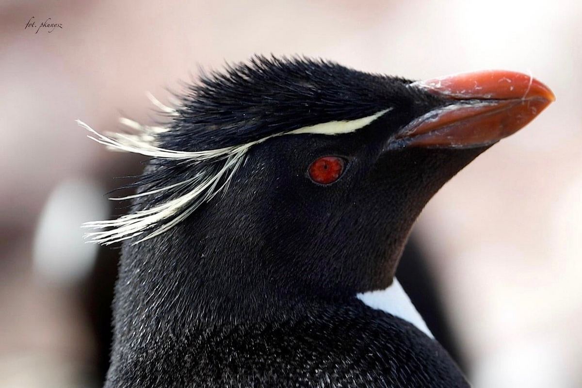 Fot. P. Kunysz Fot. P. Kunysz