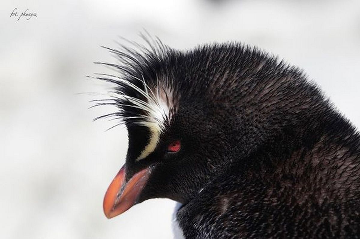 Fot. P. Kunysz Fot. P. Kunysz