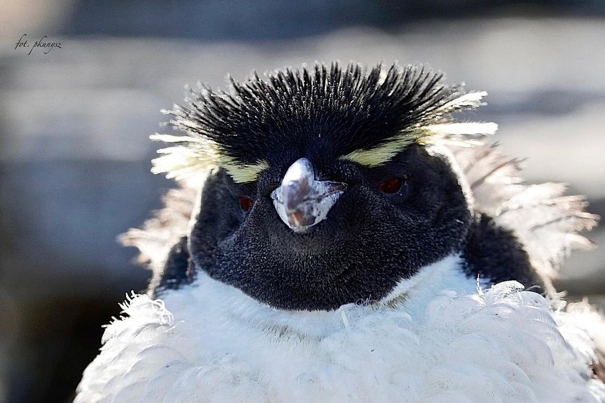 Fot. P. Kunysz Fot. P. Kunysz