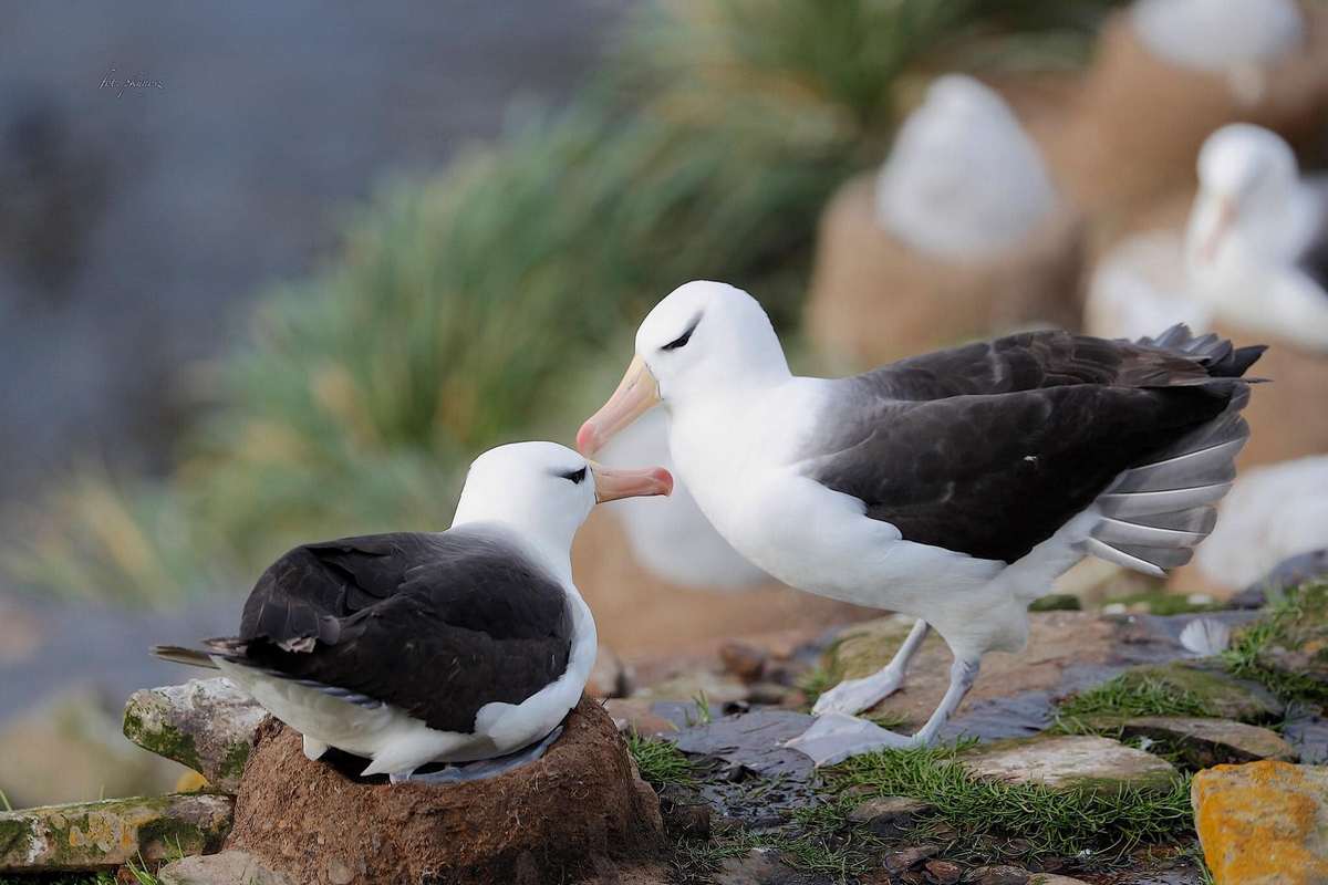 Fot. P. Kunysz Fot. P. Kunysz