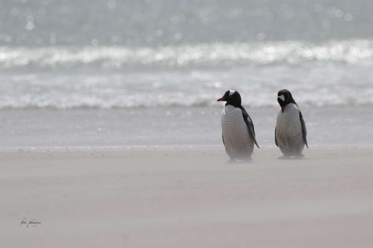 Fot. P. Kunysz Fot. P. Kunysz