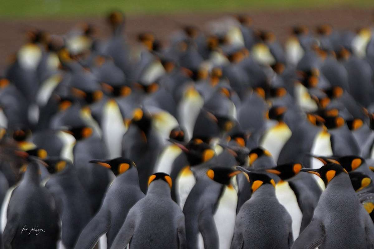 Fot. P. Kunysz Fot. P. Kunysz