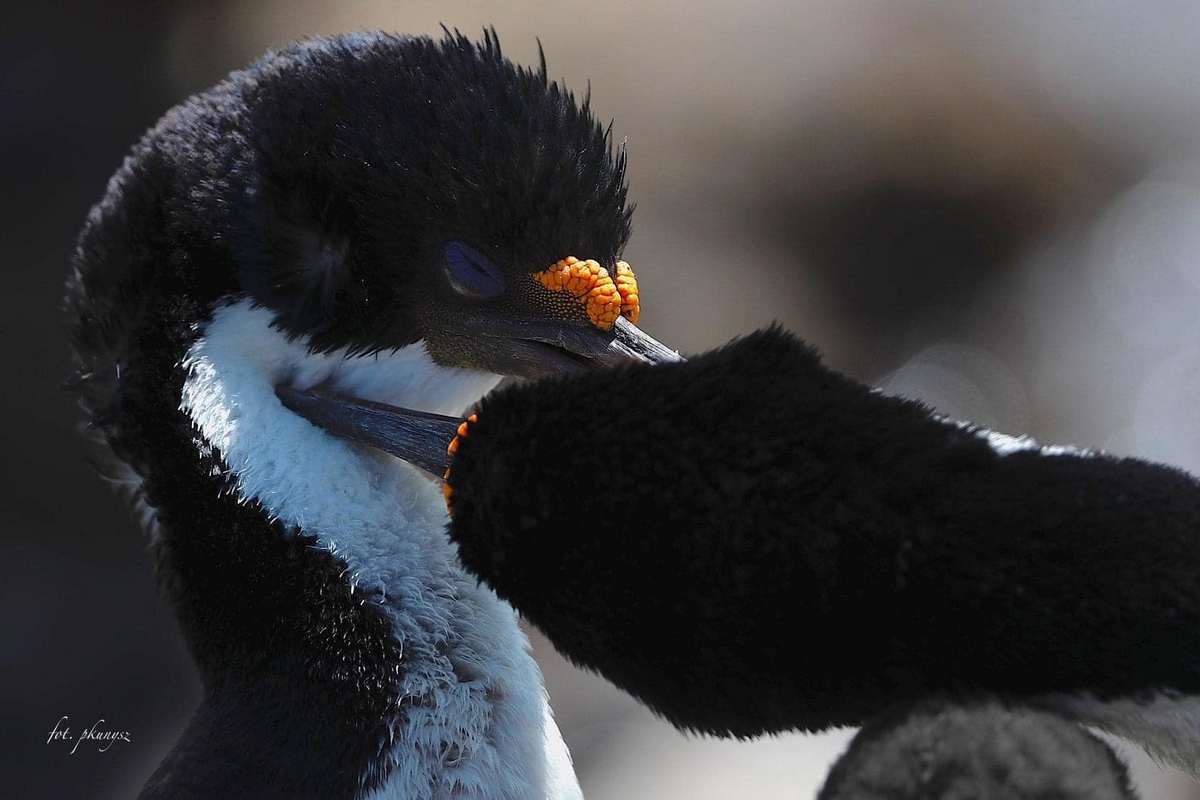 Fot. P. Kunysz Fot. P. Kunysz