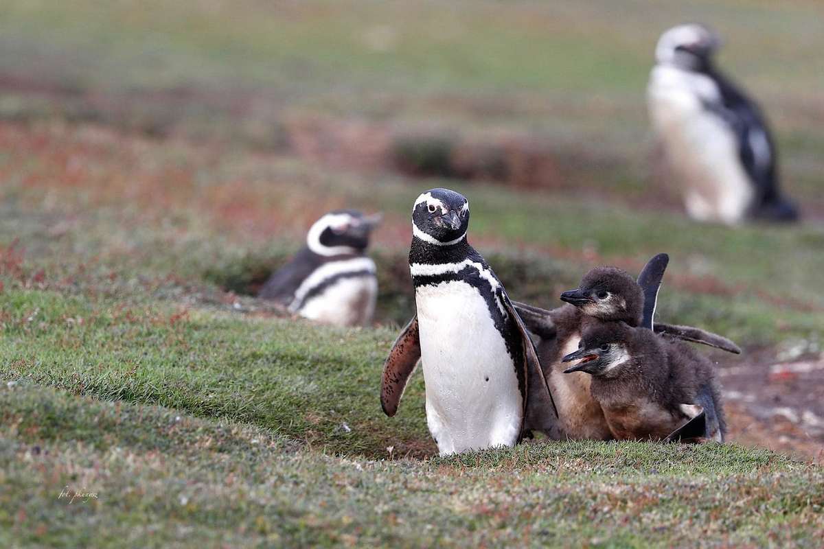 Fot. P. Kunysz Fot. P. Kunysz