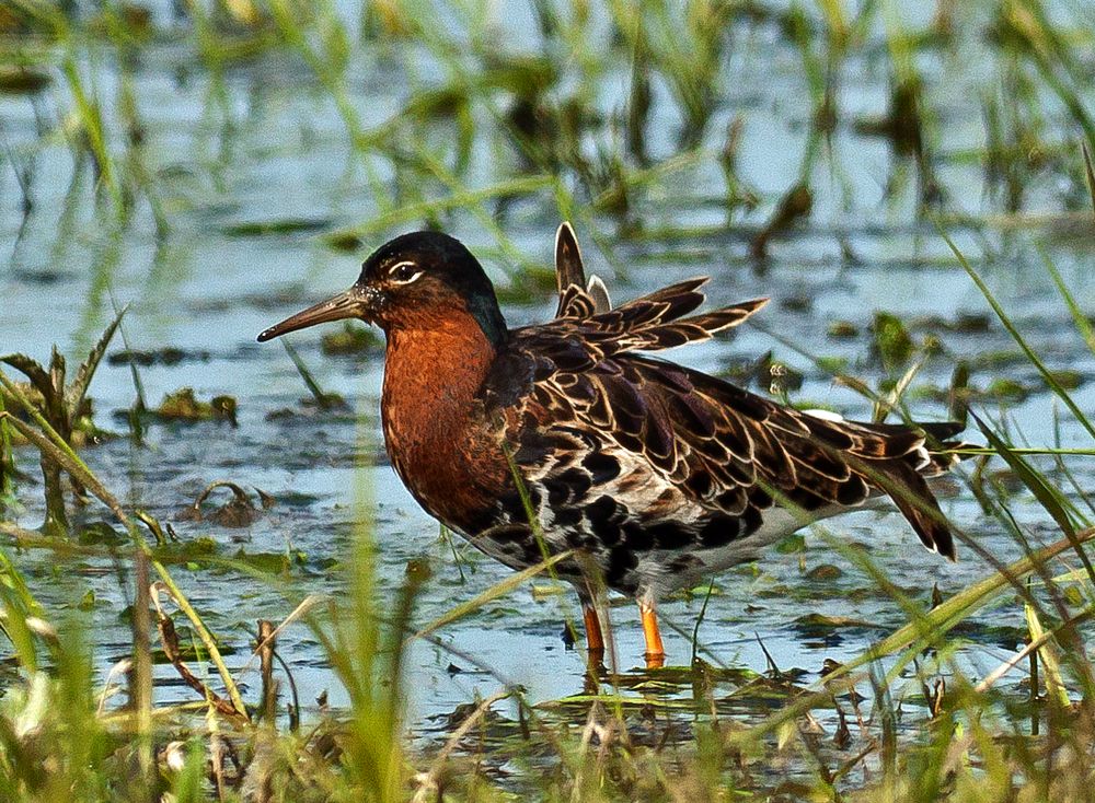 Samiec bataliona fot. Marek Długosiewicz