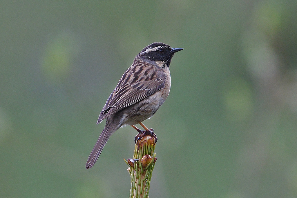 Płochacz czarnogardły fot. Svetlana Ashby