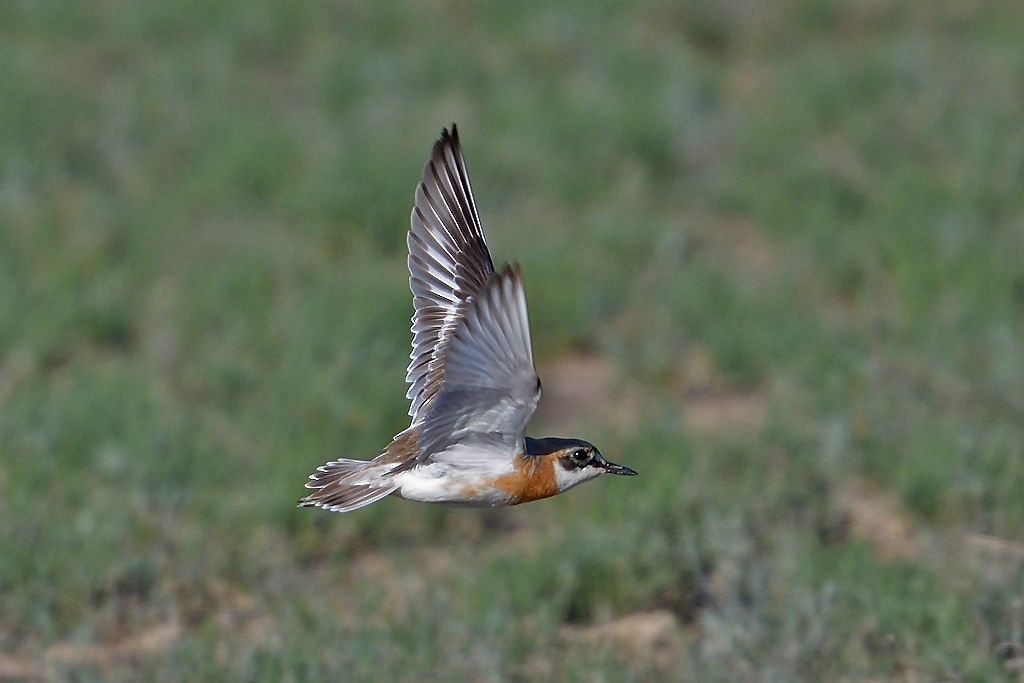 Sieweczka pustynna fot. Svetlana Ashby