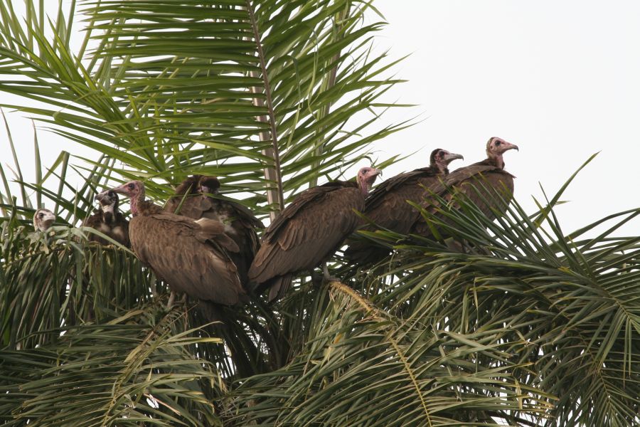 Ścierwnik Brunatny (fot.Tomasz Liptak) Ścierwnik Brunatny (fot.Tomasz Liptak)