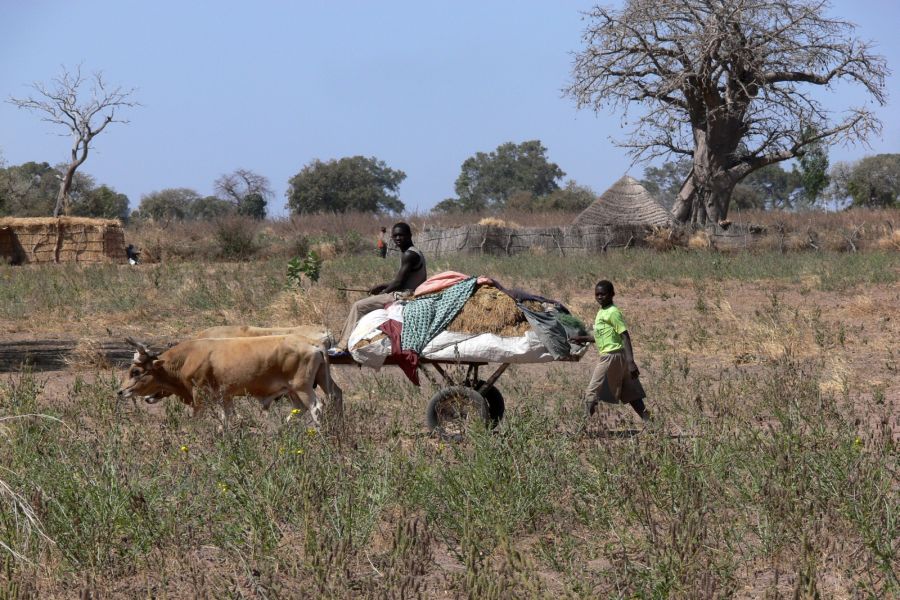 Transport lokalny (fot. P.Bujanowicz) Transport lokalny (fot. P.Bujanowicz)