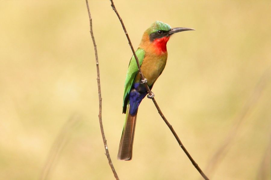 Żołna Białoczelna (fot.Przemek Kunysz) Żołna Białoczelna (fot.Przemek Kunysz)
