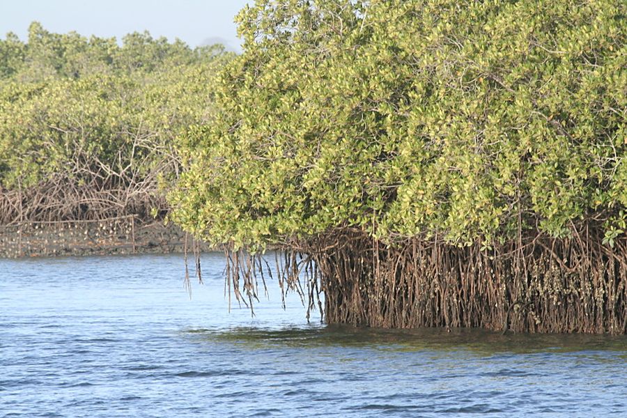 Namorzyny (fot.Tomasz Liptak) Namorzyny (fot.Tomasz Liptak)