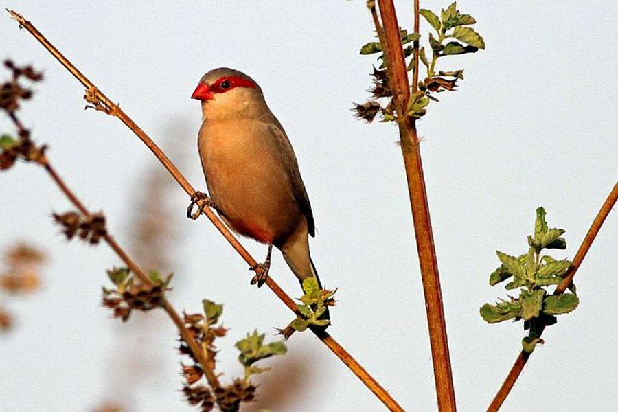 Astryld Czerwonorzytny (fot. Przemek Kunysz) Astryld Czerwonorzytny (fot. Przemek Kunysz)