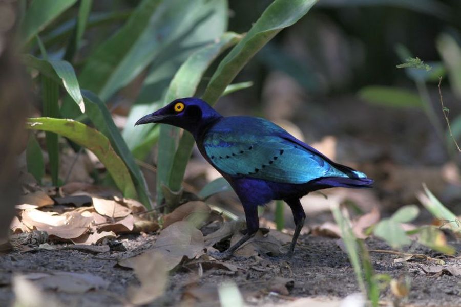 Błyszczak Purpurowy (fot.Przemek Kunysz) Błyszczak Purpurowy (fot.Przemek Kunysz)