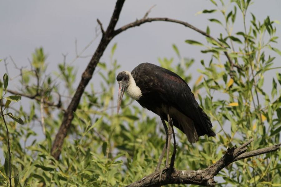 Bocian Białoszyi (fot.Przemek Kunysz) Bocian Białoszyi (fot.Przemek Kunysz)