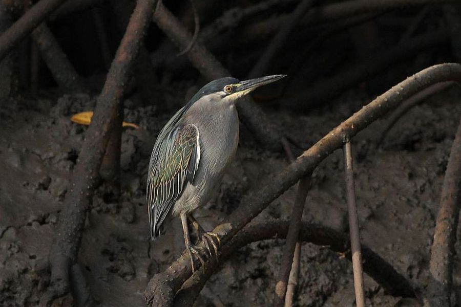 Czapla Zielonawa (fot.Przemek Kunysz) Czapla Zielonawa (fot.Przemek Kunysz)