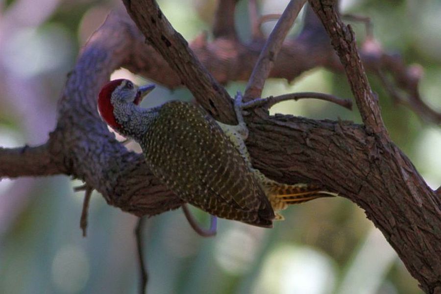 Dzięciolik Kropkowany (fot.Przemek Kunysz) Dzięciolik Kropkowany (fot.Przemek Kunysz)