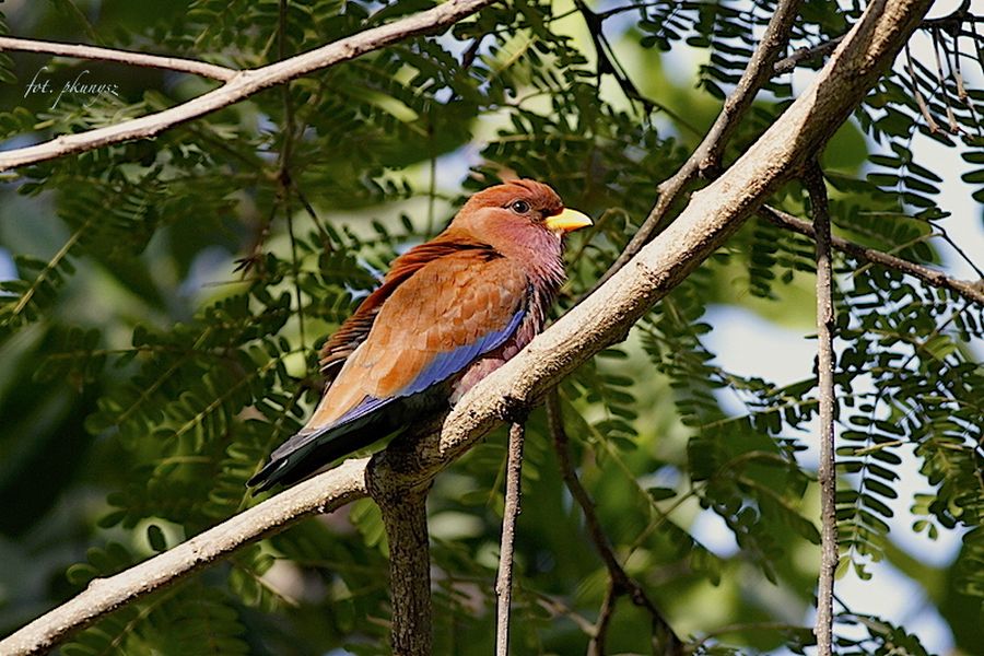 Kraska Afrykańska (fot. Przemek Kunysz) Kraska Afrykańska (fot. Przemek Kunysz)