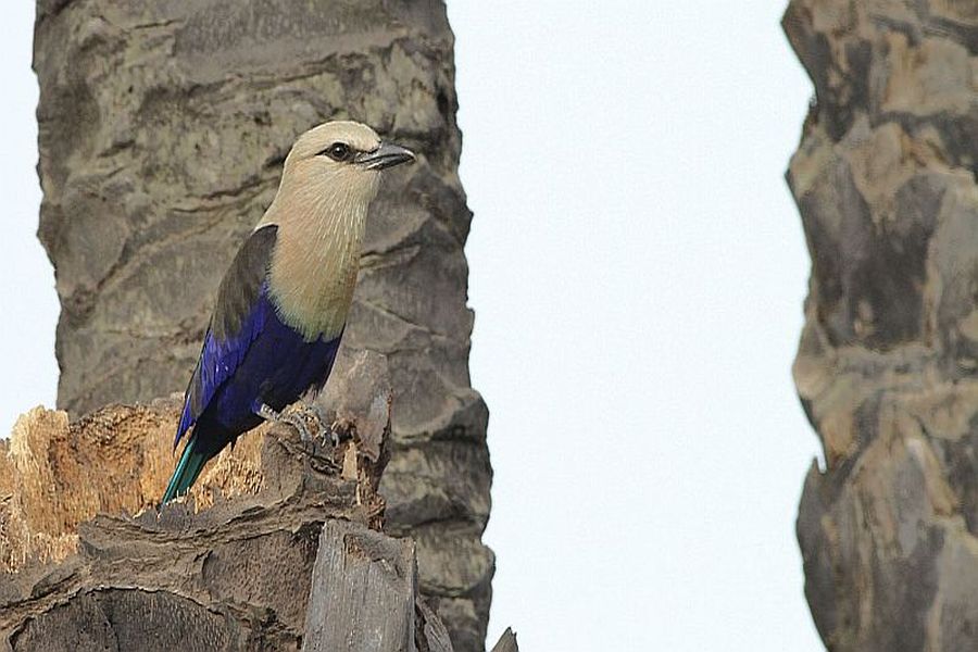 Kraska Płowogłowa (fot.Przemek Kunysz) Kraska Płowogłowa (fot.Przemek Kunysz)