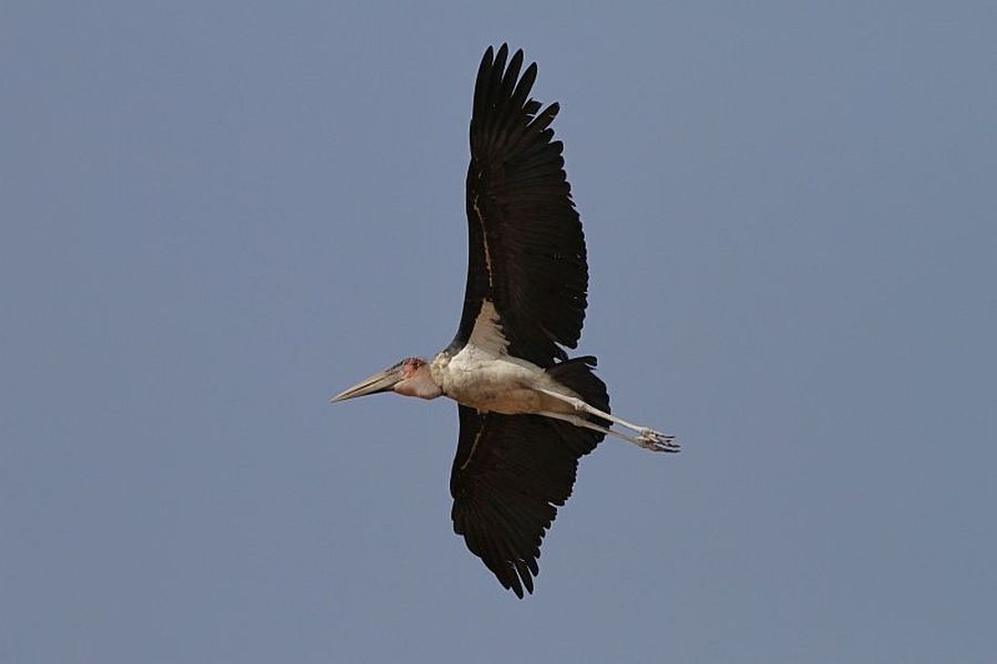 Marabut (fot.Przemek Kunysz) Marabut (fot.Przemek Kunysz)