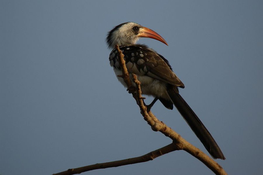 Toko Białogrzbiety (fot.Przemek Kunysz) Toko Białogrzbiety (fot.Przemek Kunysz)