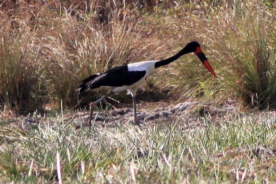 Żabiru Afrykański (fot.Przemek Kunysz) Żabiru Afrykański (fot.Przemek Kunysz)