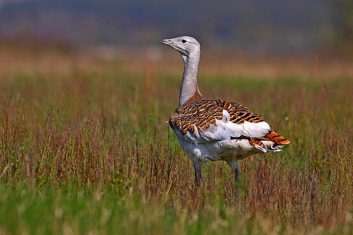 drop w Parku Narodowym Körös-Maros, fot. P. Kunysz drop w Parku Narodowym Körös-Maros, fot. P. Kunysz