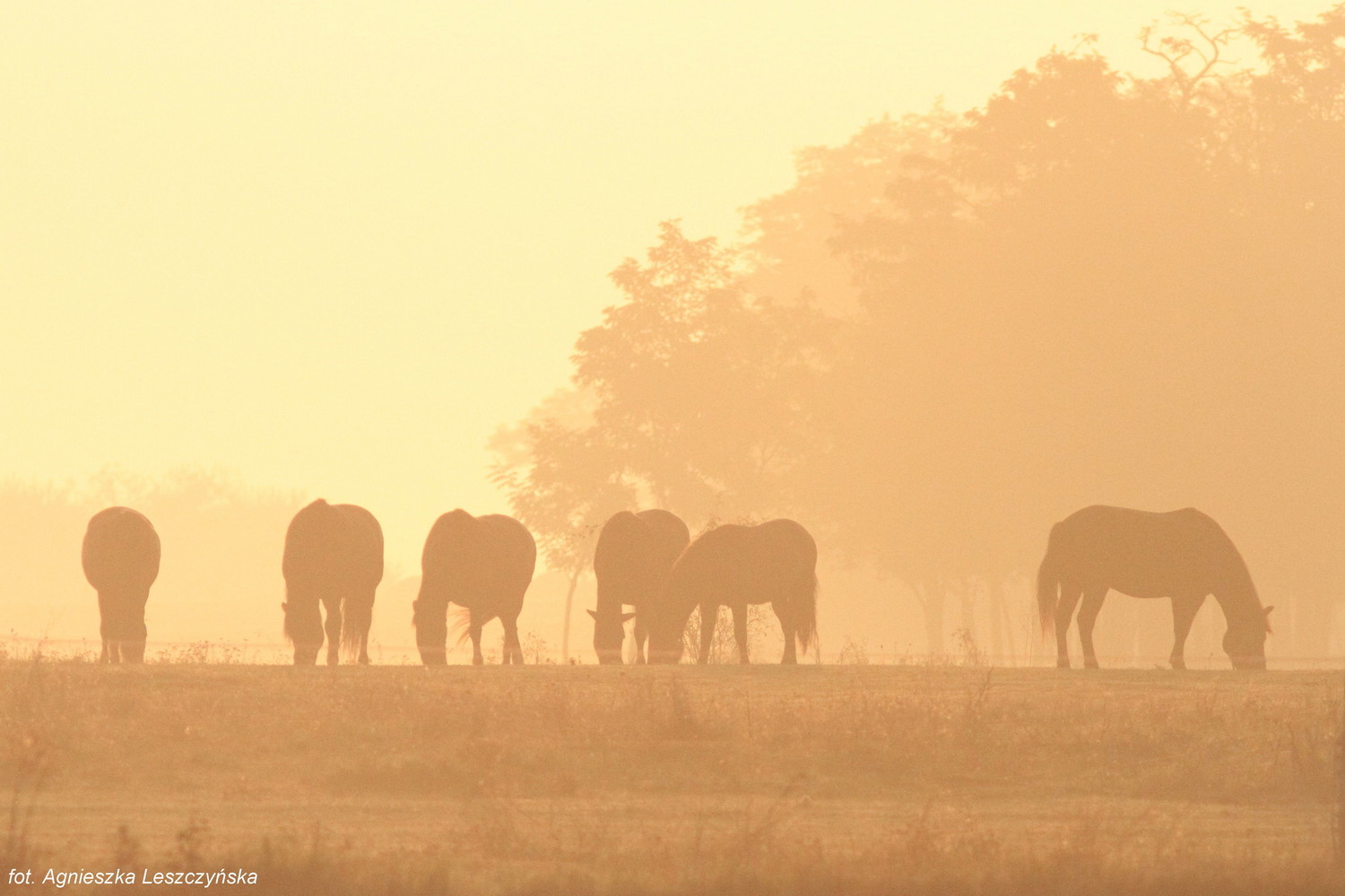 fot. A. Leszczyńska fot. A. Leszczyńska