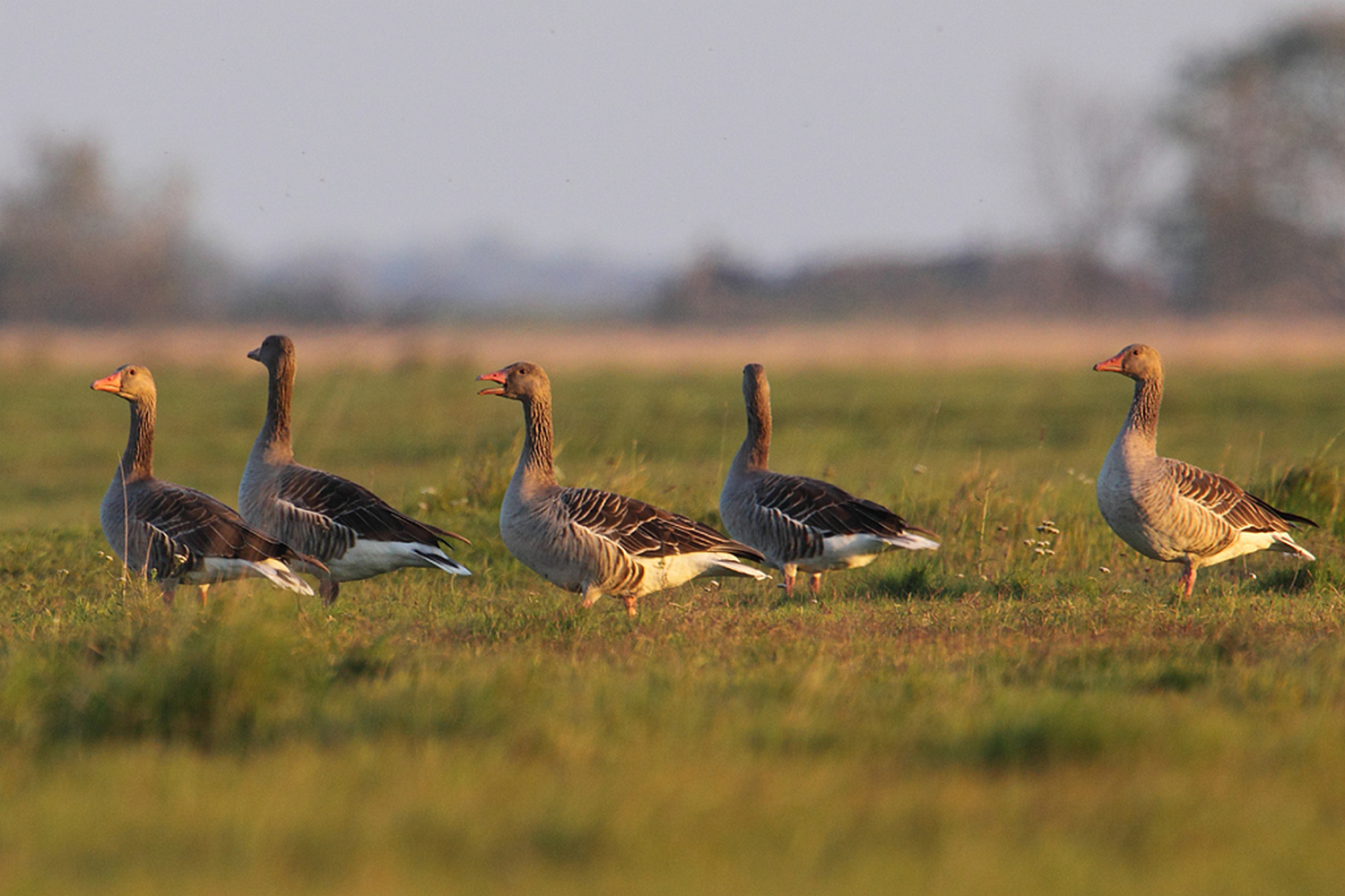 fot. P. Kunysz fot. P. Kunysz