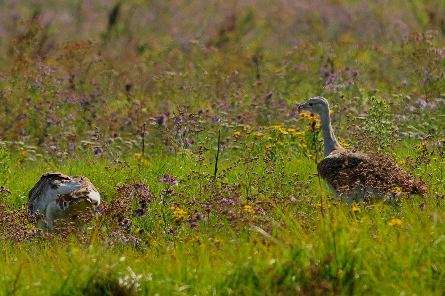 dropie, fot. M. Kaczorowski dropie, fot. M. Kaczorowski