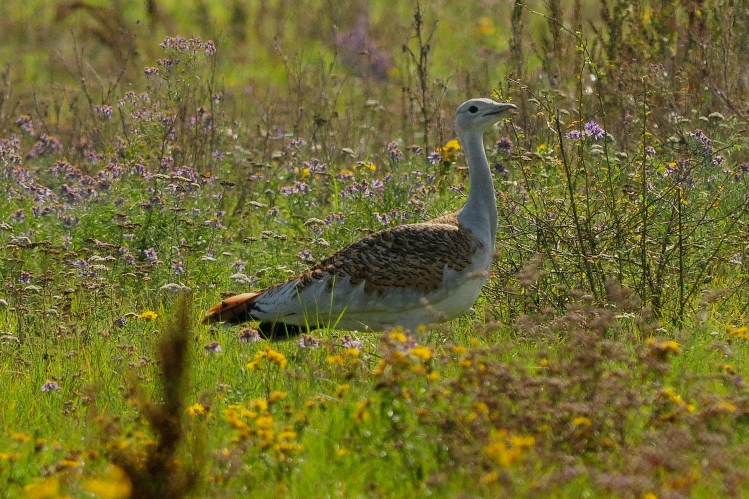 fot. M. Kaczorowski fot. M. Kaczorowski