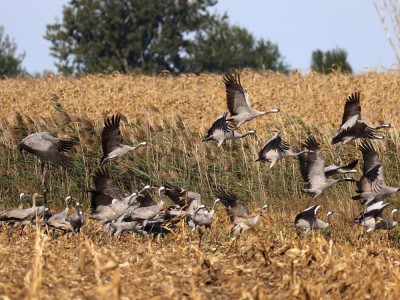 fot. P. Kunysz fot. P. Kunysz
