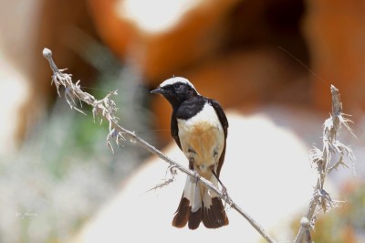 białorzytka cypryjska (Oenanthe cypriaca), fot. P. Kunysz