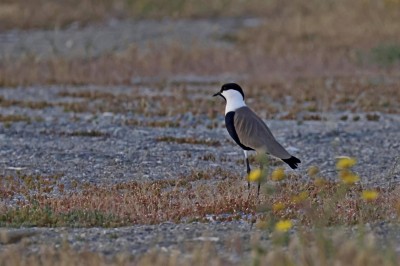Czajka szponiasta, fot. P. Kunysz