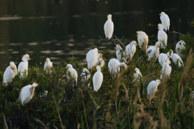 Czaple złotawe, fot. P. Kunysz