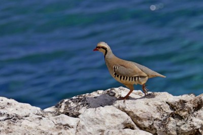 Góropatwa indyjska, fot. P. Kunysz