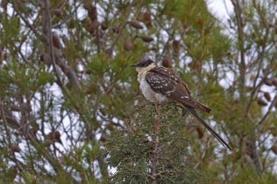 Kukułka czubata (Clamator glandarius), fot. P. Kunysz