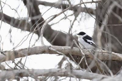 Muchołówka półobrożna, fot. P. Kunysz