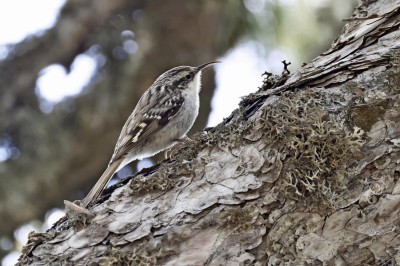 Pełzacz ogrodowy podgatunek dorotheae, fot. P. Kunysz