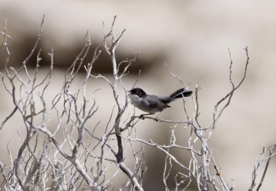 Pokrzewka aksamitna, fot. P. Kunysz