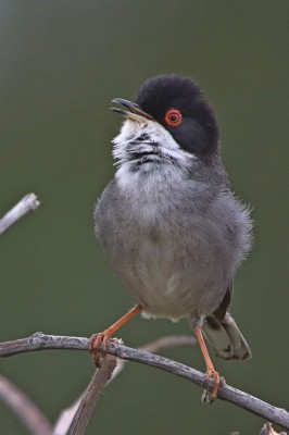 Pokrzewka aksamitna, fot. P. Kunysz