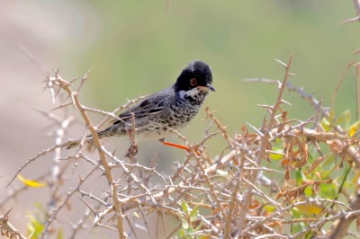 Pokrzewka cypryjska (Curruca melanothorax), fot. P. Kunysz