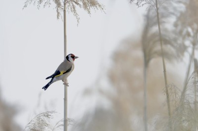 Szczygieł, fot. P. Kunysz