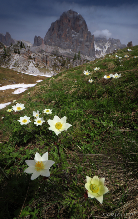 Kwiaty Dolomitów (fot. S. Adamczak, okfoto.pl)