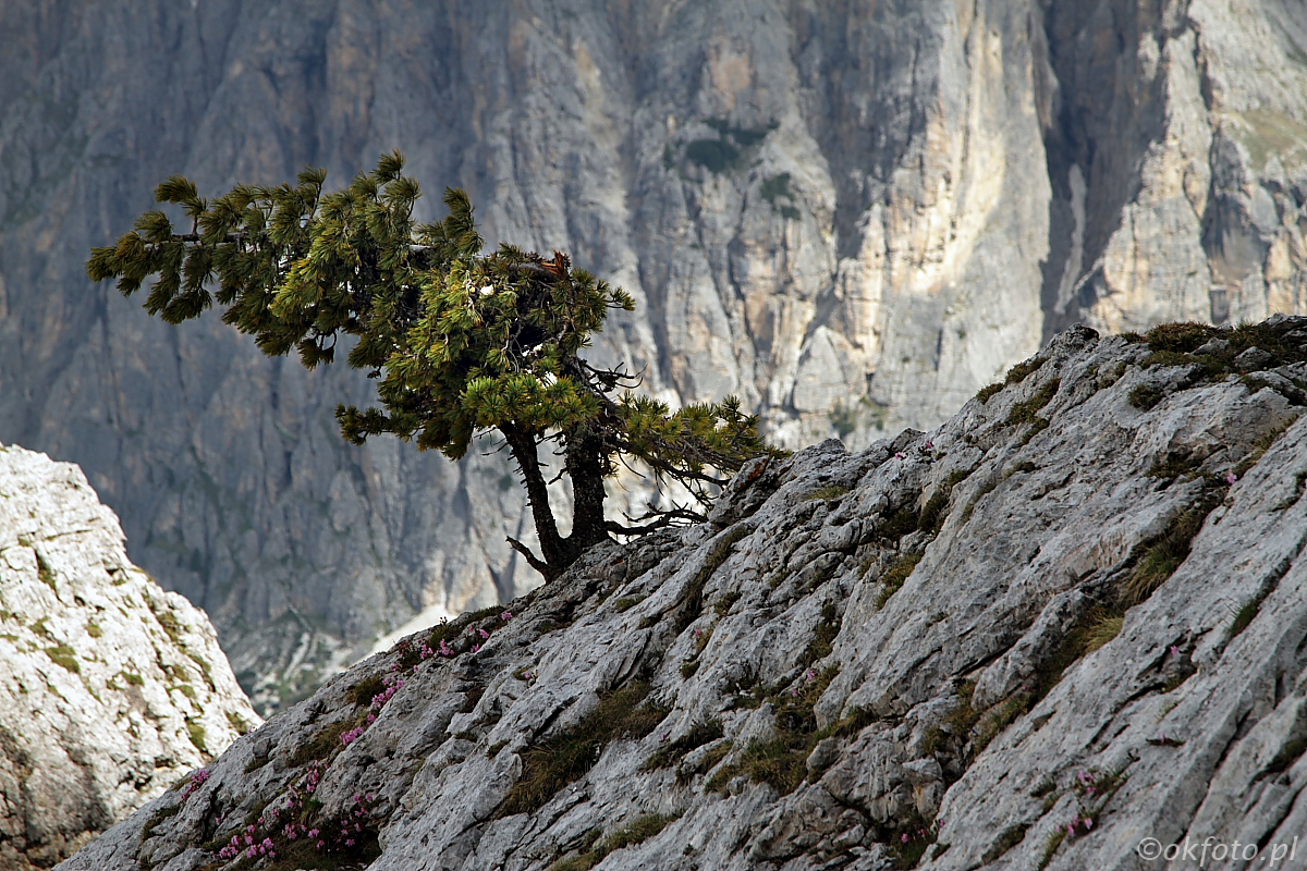 W Dolomitach (fot. S. Adamczak, okfoto.pl)