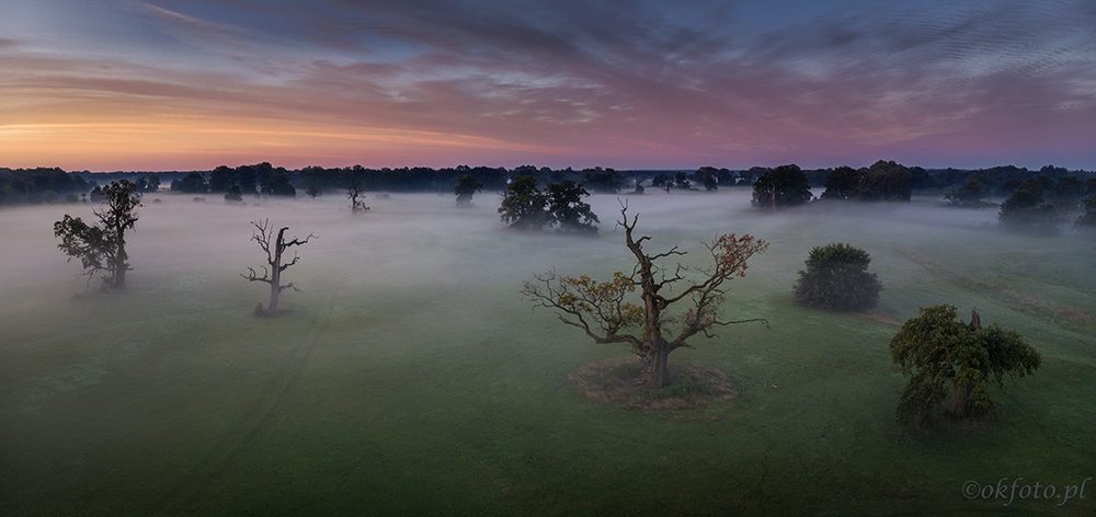 Dęby rogalińskie (fot. S. Adamczak, okfoto.pl)