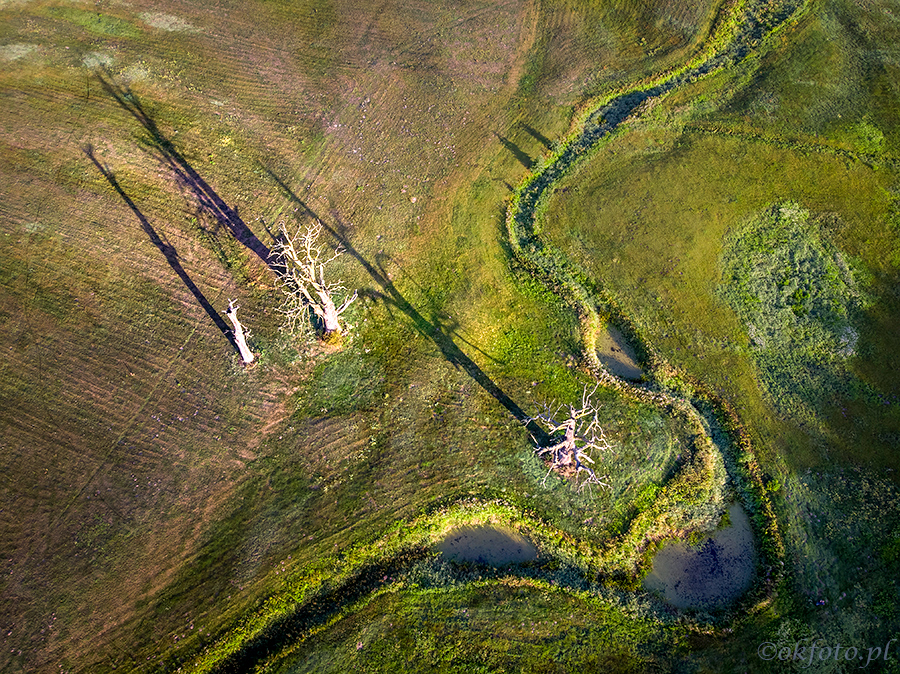 Dęby rogalińskie (fot. S. Adamczak, okfoto.pl)