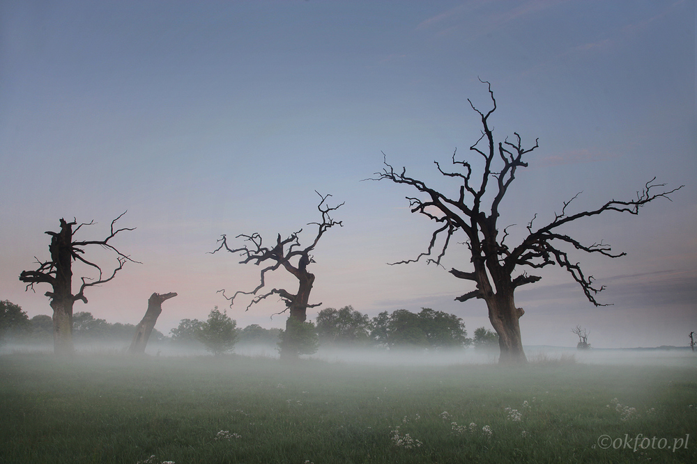 Dęby rogalińskie (fot. S. Adamczak, okfoto.pl)
