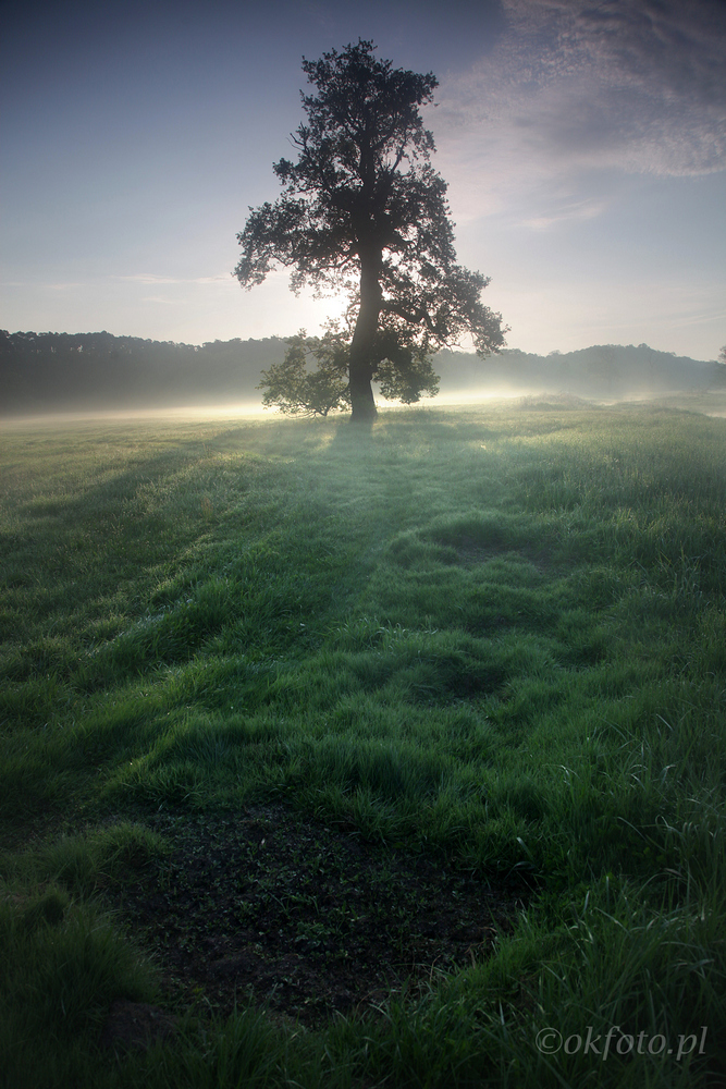 Dęby rogalińskie (fot. S. Adamczak, okfoto.pl)