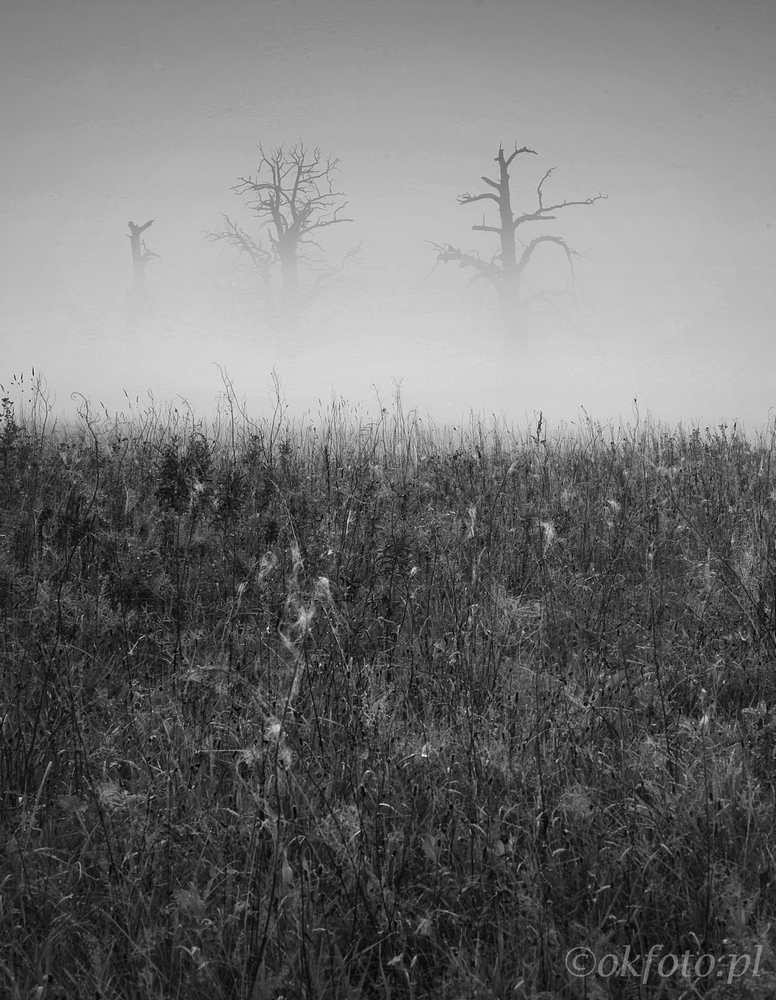 Dęby rogalińskie (fot. S. Adamczak, okfoto.pl)