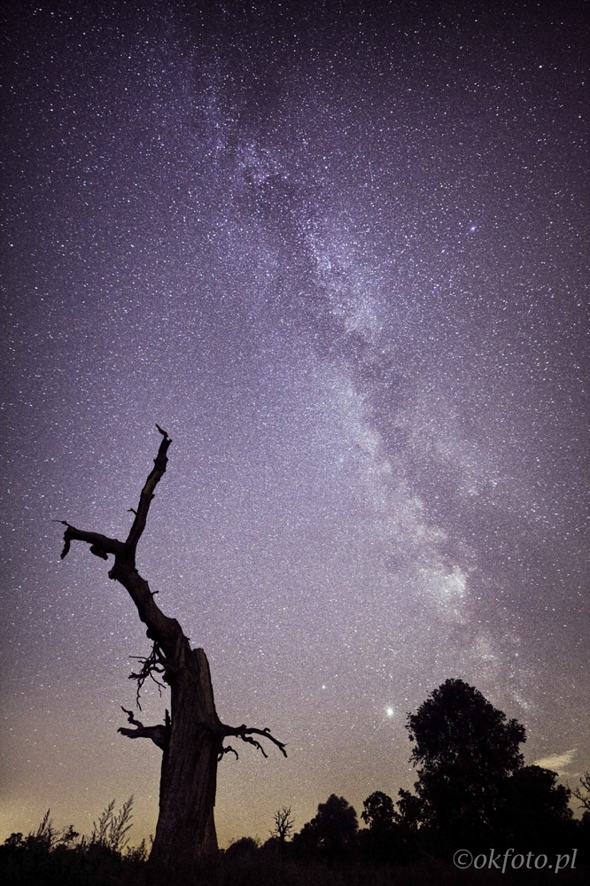 Rogalin (fot. S. Adamczak, okfoto.pl)